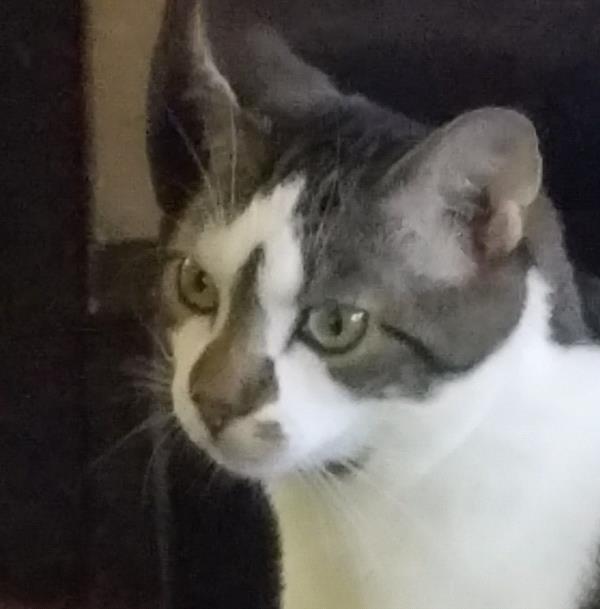 /Images/uploads/Humane Society of Lackawanna County/LoveYourPet/entries/9629thumb.jpg